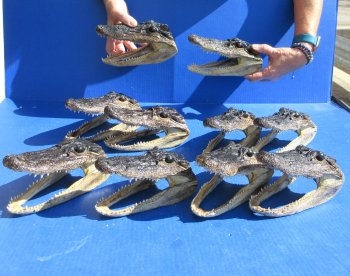 Ten piece  Alligator Heads 7" to  8"