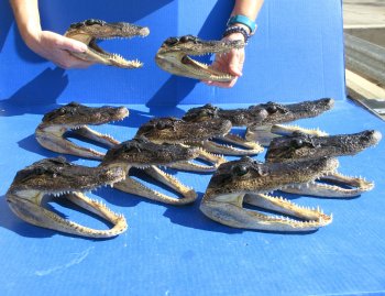 Ten piece  Alligator Heads 7" to  8"