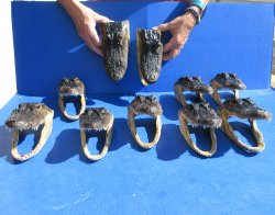 Ten piece Alligator...