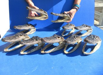 Ten piece  Alligator Heads 7" to  8"