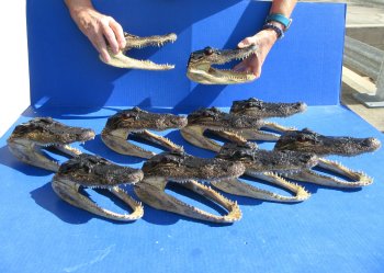 Ten piece  Alligator Heads 7" to  8"