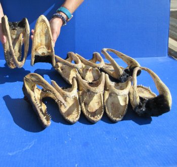 Ten piece  Alligator Heads 7" to  8"