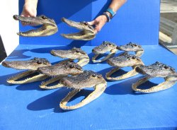 Ten piece Alligator...