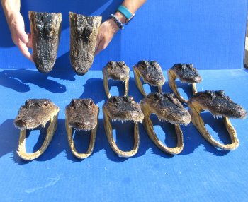 Ten piece  Alligator Heads 7" to  8"