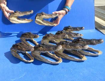 Ten piece  Alligator Heads 7" to  8"