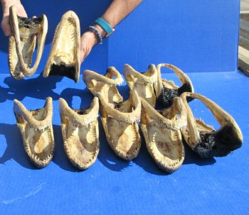 Ten piece  Alligator Heads 7" to  8"