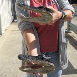 Two 9" Alligat...