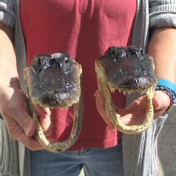 Two 9" Alligator Heads
