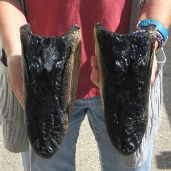 Two 9" Alligator Heads