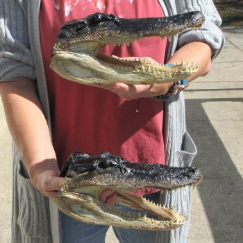 Two 9" Alligator Heads