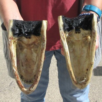 Two 9" Alligator Heads