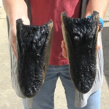 Two 9" Alligator Heads