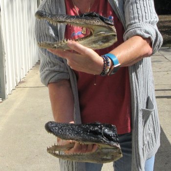 Two 9" Alligator Heads