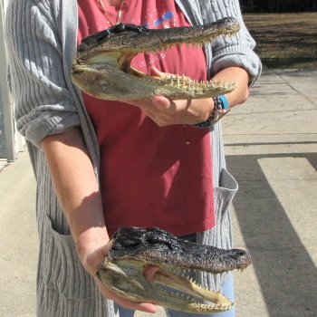 Two 9" Alligator Heads