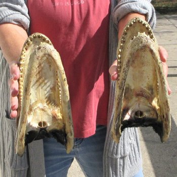 Two 9" Alligator Heads