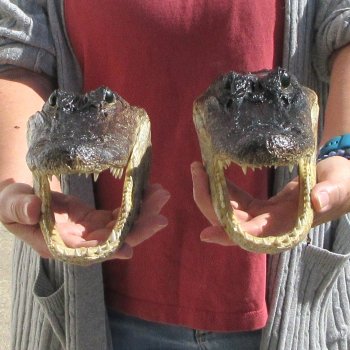 Two 9" Alligator Heads