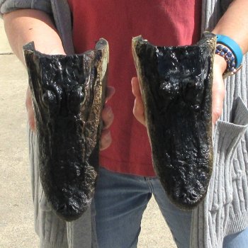 Two 9" Alligator Heads