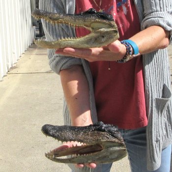 Two 9" Alligator Heads