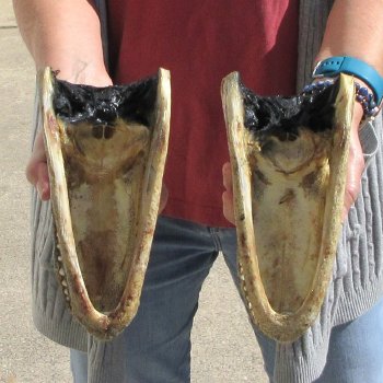 Two 9" Alligator Heads
