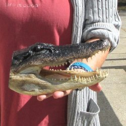 9" Alligator Head