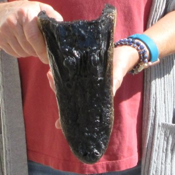 9" Alligator Head 