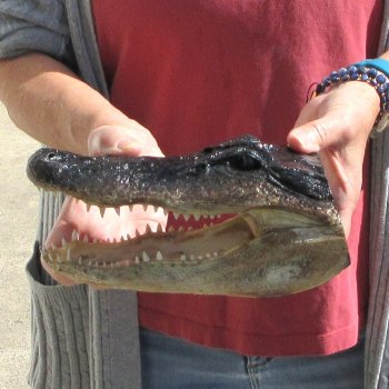 9" Alligator Head 