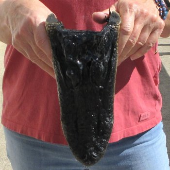 9" Alligator Head 
