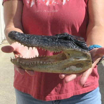 9" Alligator Head 
