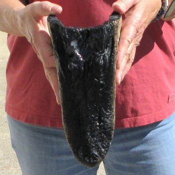 9" Alligator Head 