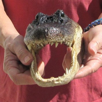 9" Alligator Head 