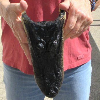 9" Alligator Head 