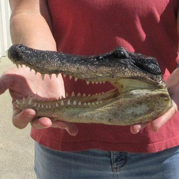 9" Alligator Head 