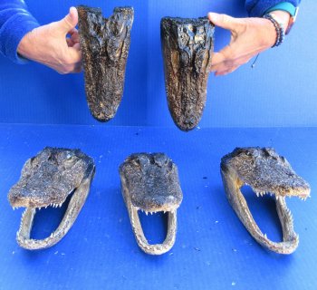Five B-Grade Alligator Heads 7" to 9"