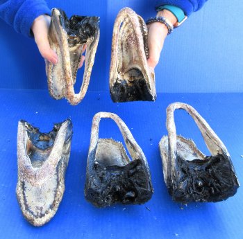Five B-Grade Alligator Heads 7" to 9"
