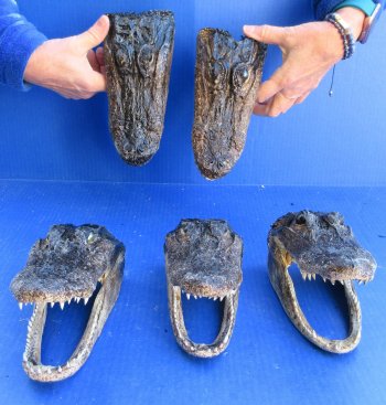 Five B-Grade Alligator Heads 7" to 9"