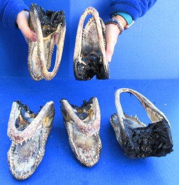 Five B-Grade Alligator Heads 7" to 9"