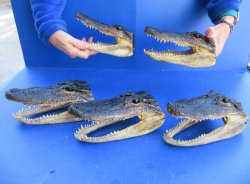 Five piece Alligato...