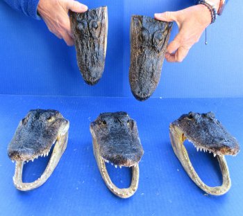 Five piece  Alligator Heads 8"