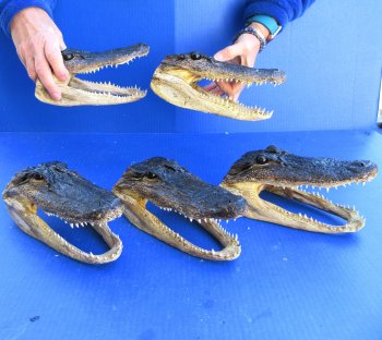 Five piece  Alligator Heads 8"