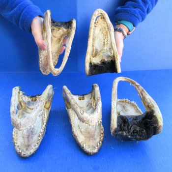Five piece  Alligator Heads 8"