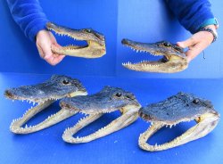 Five piece Alligato...