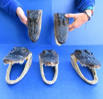 Five piece  Alligator Heads 8"