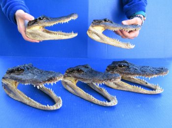 Five piece  Alligator Heads 8"
