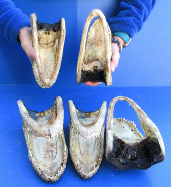 Five piece  Alligator Heads 8"