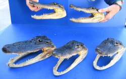 Five piece Alligato...