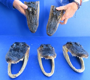 Five piece  Alligator Heads 8"