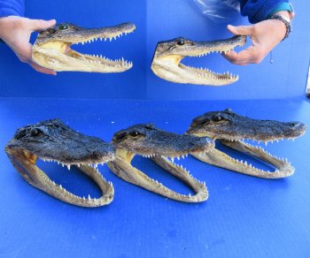 Five piece  Alligator Heads 8"