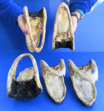 Five piece  Alligator Heads 8"