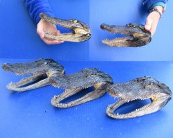 Five B-Grade Alliga...