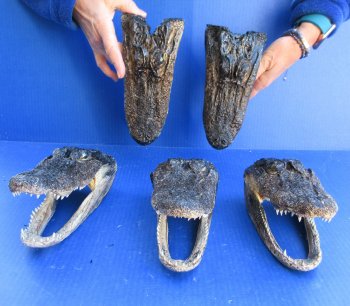 Five B-Grade Alligator Heads 7" to 8